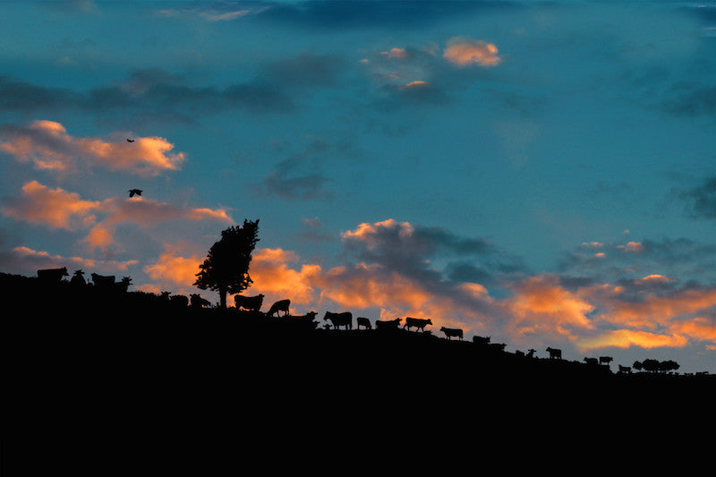 Este Pasto Esta ? - This Grass Is, 2010. Print by Margarita Dittborn Valle