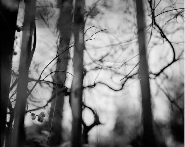 Botanica Reflected III, 2000. Suzy Kunz