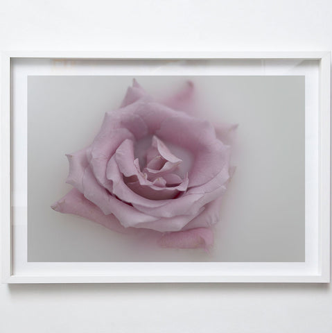 Pink Rose, 2017. Tamika Keioskie