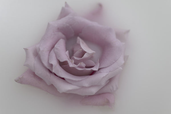 Pink Rose, 2017. Tamika Keioskie